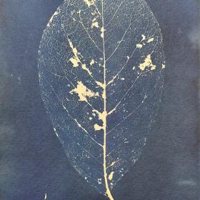 ‘Blad II’, 25,5 × 16,5 cm, cyanotypie