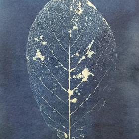 ‘Blad III’, 28 × 16,5 cm, cyanotypie