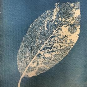 ‘Helder’, 16,5 × 14 cm, cyanotypie