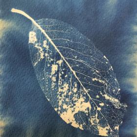 ‘Vallend Blad’, 16,5 × 14 cm, cyanotypie