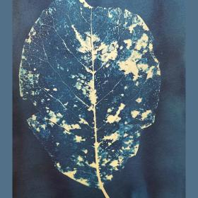 ‘Lichtpuntje’, 29,5 × 15,5 cm, cyanotypie